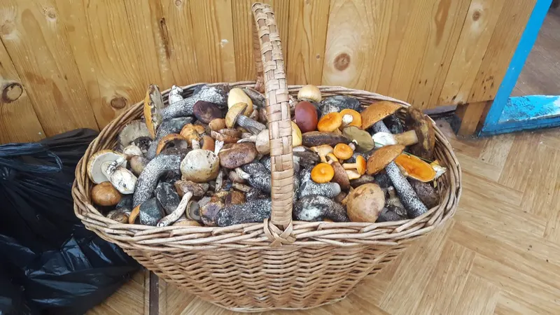 A basket full of foraged mushrooms